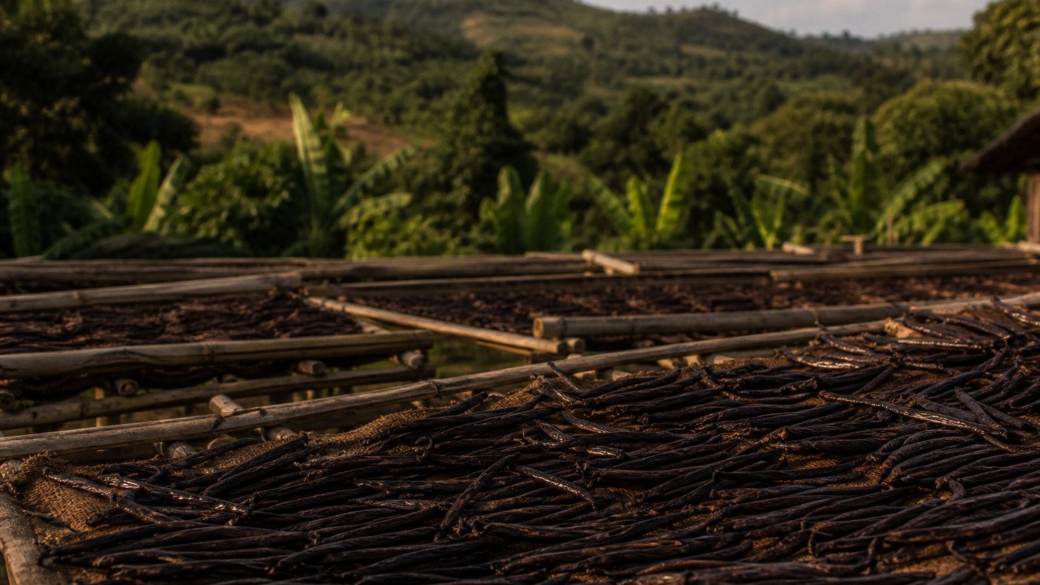 Vanilla pods drying on raised curing beds in western Uganda