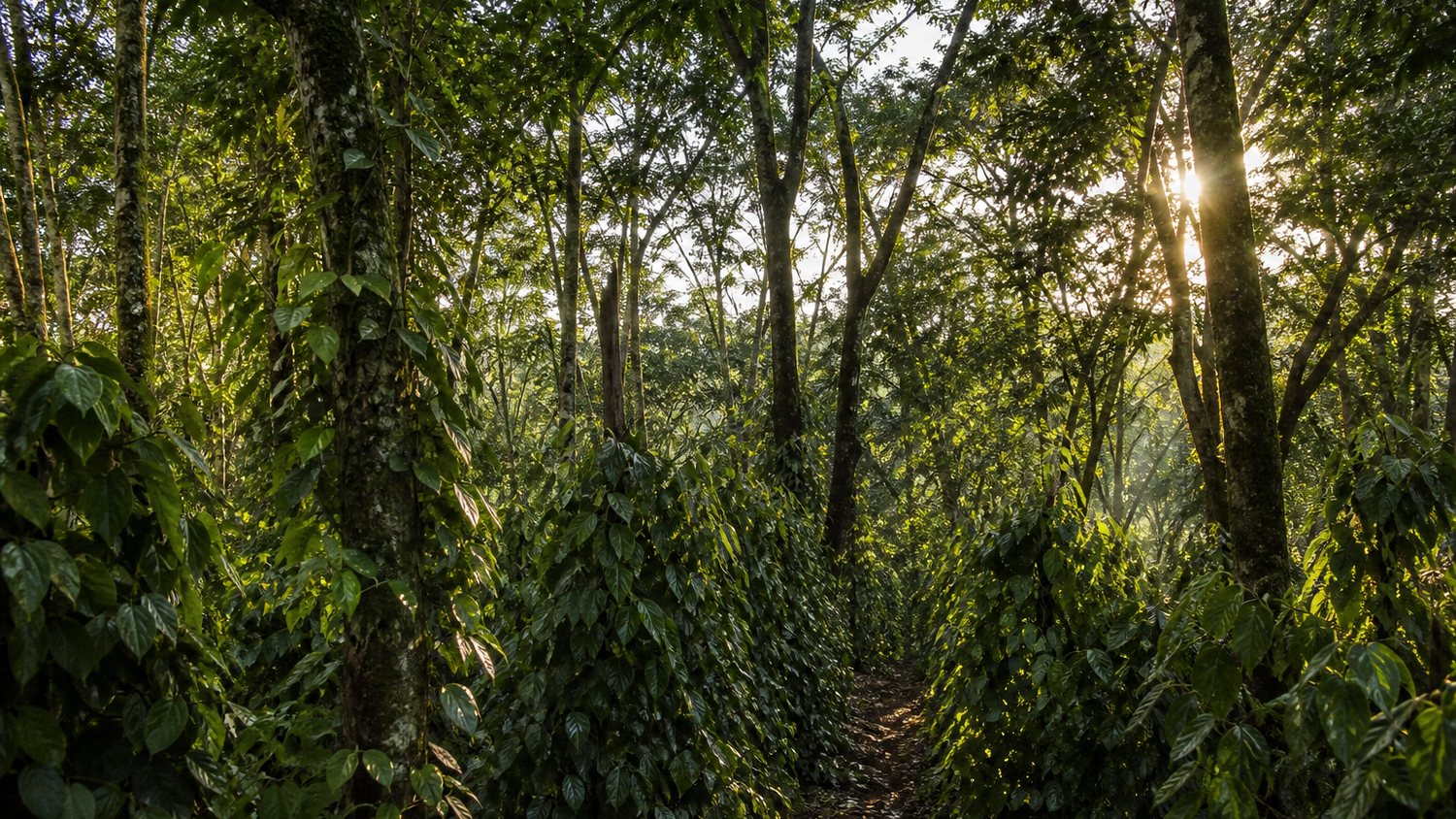 Shade-grown spice vines under Ugandan tree canopy